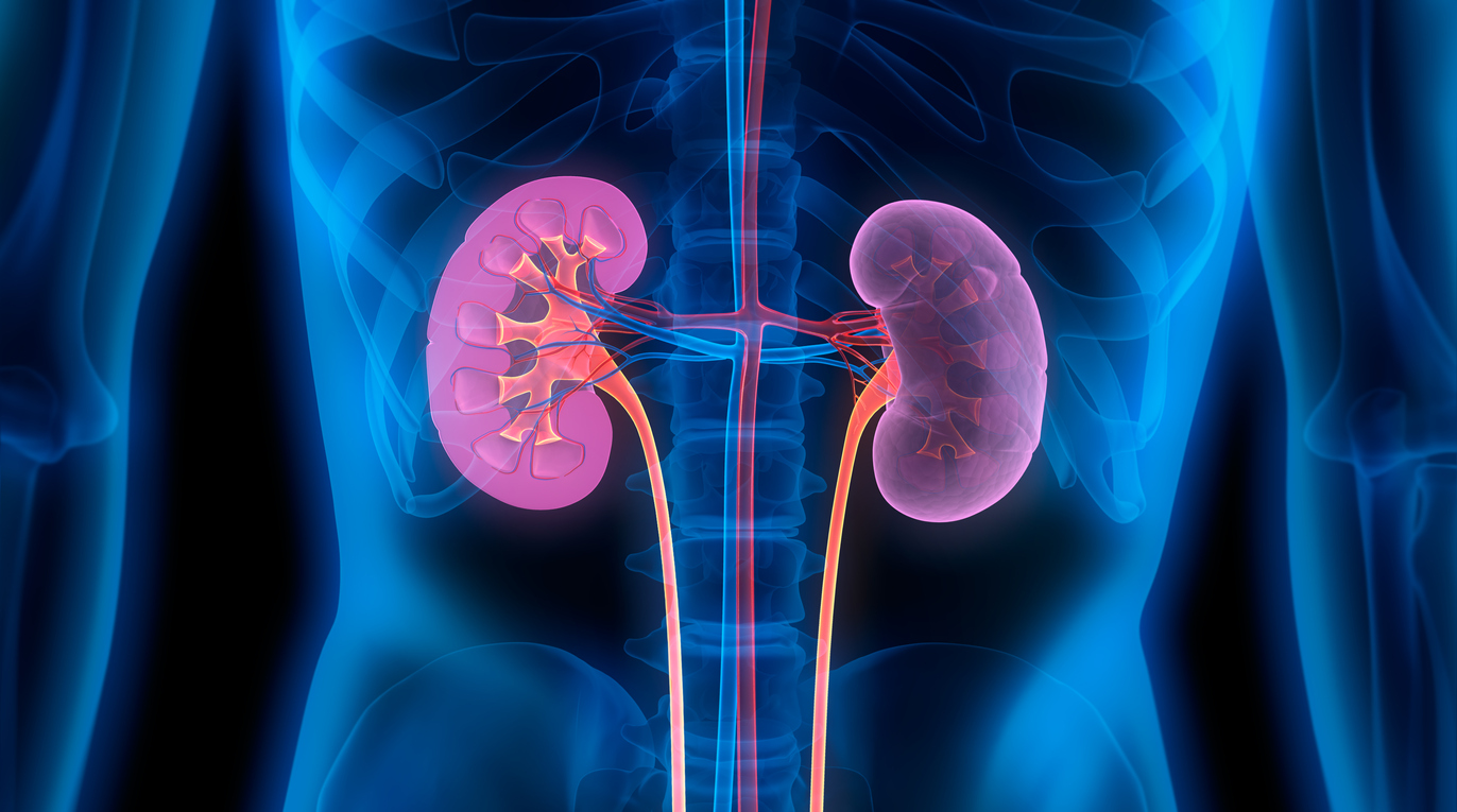 Human Kidneys – Medical Illustration